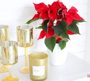 Jak pielęgnować Gwiazdę Betlejemską